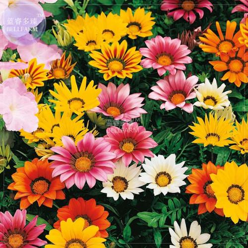 BELLFARM Gazania Mixed 9 Types of Treasure Flower Seeds, 30 seeds, professional pack, big blooms home garden coastal gazania