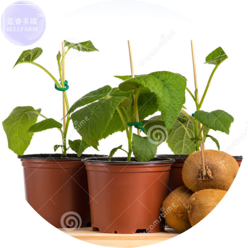 BELLFARM Bonsai Kiwi Fruit Seeds, 100 Seeds, Easy to grow sweet juicy fruit plant E4169