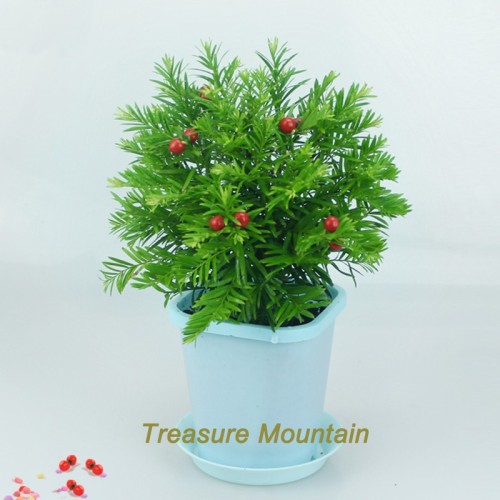 1 Professional Pack, 20 Seeds / Pack, Rare Taxus Chinensis Seeds, Heirloom Chinese Yew for Bonsai #NF194