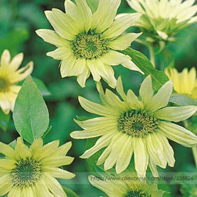 Green Jade Ornamental Sunflower Hybrid Seeds, Professional Pack, 15 Seeds / Pack #NF975