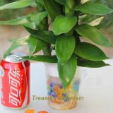 1 Professional Pack, 200 Seeds / Pack, Rare Bambusa Multiplex Seeds, Heirloom Best Indoor Bamboo New Hedge Bamboo