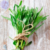 BELLFARM Russian Tarragon Seeds, Professional Pack, 10 Seeds, aromatic and culinary properties E4228