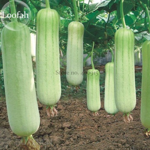 Heirloom White Jade Luffa Organic Vegetables, 8 seeds, rare snake gourd loofah E3821