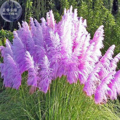 BELLFARM Hybrid Purple Pampas Grass Cortaderia selloana, 20 seeds, 100% real ornamental grass seeds E4269
