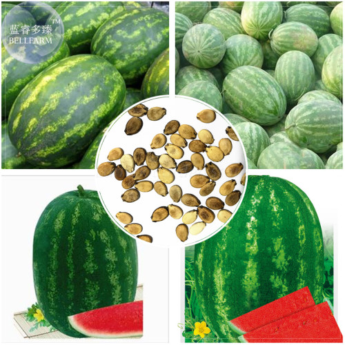 BELLFARM Zhengzha No.5 Big Long Red Watermelon Seeds, 40 Seeds, juicy sweet early-maturing hybrid fruit seeds E4206