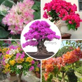 New Mix-color Bougainvillea Santa Rita Bonsai Flowers, 50 Seeds, buganvilla bugambilia attractive butterfly light up your garden