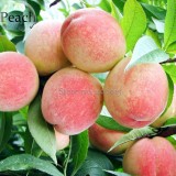Sweet Juicy Peach Tree, 2 Seeds, garden plant organic fruits E3857