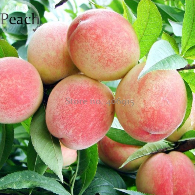 Sweet Juicy Peach Tree, 2 Seeds, garden plant organic fruits E3857