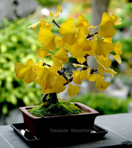 1 Professional Pack, 20 seeds / pack, Maidenhair Ginkgo biloba Tree Seeds Japanese Bonsai Unique Ornamental #NF235