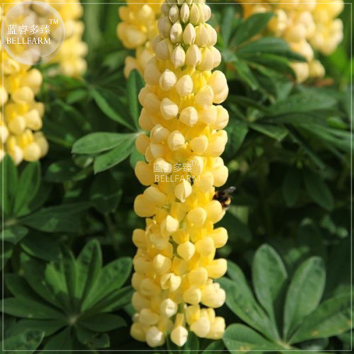 BELLFARM Lupine Heirloom Perennial Flowers Seeds, 15 seeds, professional pack, lupinus home garden BD173H