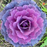 Brassica Oleracea Heirloom Mixed Ornamental Kale, 30 Seeds, Flowering Cabbage Non-Gmo White Red Purple Colors TS249T
