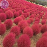 BELLFARM Kochia Scoparia Summer Cypress Annual Plant Seeds, 150 Seeds, green red for your choice ornamental plant E4199
