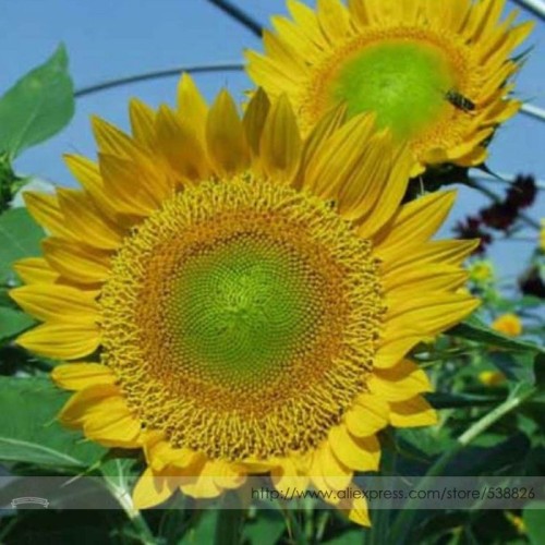Sunbeam F1 Hybrid Ornamental Sunflower Seeds, Professional Pack, 15 Seeds / Pack, Light Up Your Garden Bright As a Sunbeam NF992