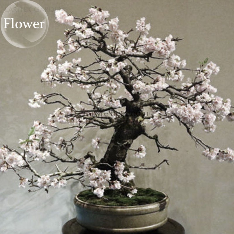 US$ 0.72 - White Prunus Mini Bonsai Pear Plant Tree, 10 Seeds, Ornamental  for home garden E3794 - www.deargogo.com