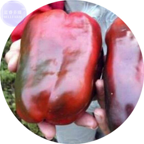 BELLFARM Russian Giant Sweet Pepper Seeds, 100 Seeds, Easy to grow brown organic vegetables E4168