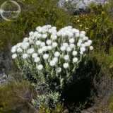Syncarpha Vestita Cape Slow a Cluster of White Flower with Red White Eye, 5 Seeds, very rare imported seeds TS271T