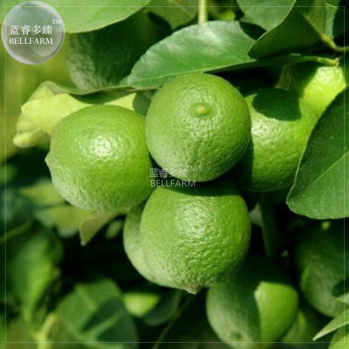 BELLFARM Lemon Mexican Green Fruit Tree Seeds, 20 seeds, professional pack, juicy tasty giant organic fruits