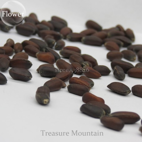 Heirloom Yellow Red Pink Wintersweet Calyx Canthus Winter Flower, 10 Seeds, chimonanthus praecox perennial fragrant flower TS211T