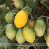 Pearl Drops Tomato F1 Seeds, Professional Pack, 100 Seeds / Pack, Great Quantities on Cascading Plants in Baskets #TS022