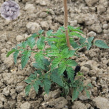 BELLFARM Tomato Large Black Organic Vegetables Seeds, 100 seeds, ripen fruits up to 350 grams collected by Bellfarm delicious