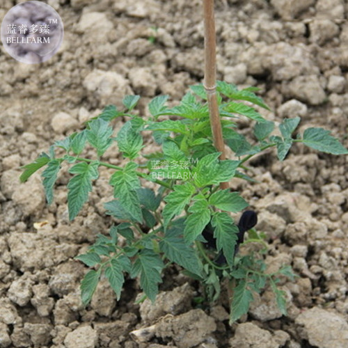 BELLFARM Tomato Large Black Organic Vegetables Seeds, 100 seeds, ripen fruits up to 350 grams collected by Bellfarm delicious