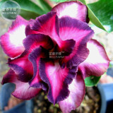 BELLFARM Adenium Mixed 9 Types Double Petals Flower Seeds, 100 seeds / pack, professional pack, heirloom beautiful desert rose