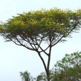 Schizolobium parahyba Yellow Jacaranda Giant Brazilian Fire Fern Tree, 2 seeds, ornamental tree E3955