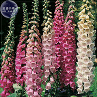 Mixed Foxglove Seeds, 200 seeds, professional pack, perennial gorgeous 4 Feet tall awe inspiring E4096
