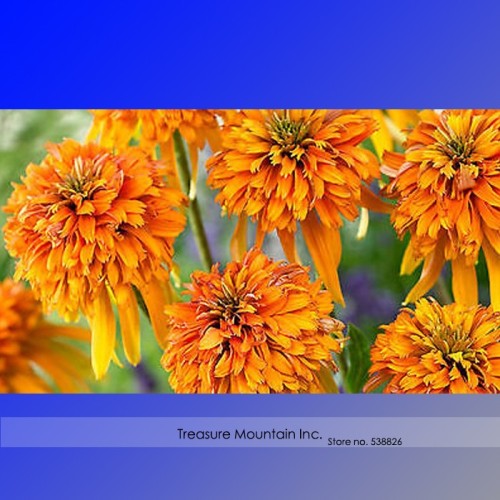 Very Rare Orange Marmalade Echinacea Perennial Coneflower Seeds, Professional Pack, 200 Seeds / Pack, Beautiful Deer Resistant