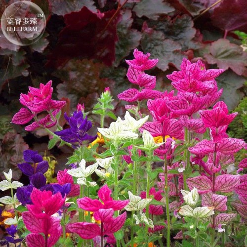 Clary Salvia Mixed (Red, Blue) Flower Seeds, professional pack, 30 Seeds, salvia horminum perennial flowers TS324T