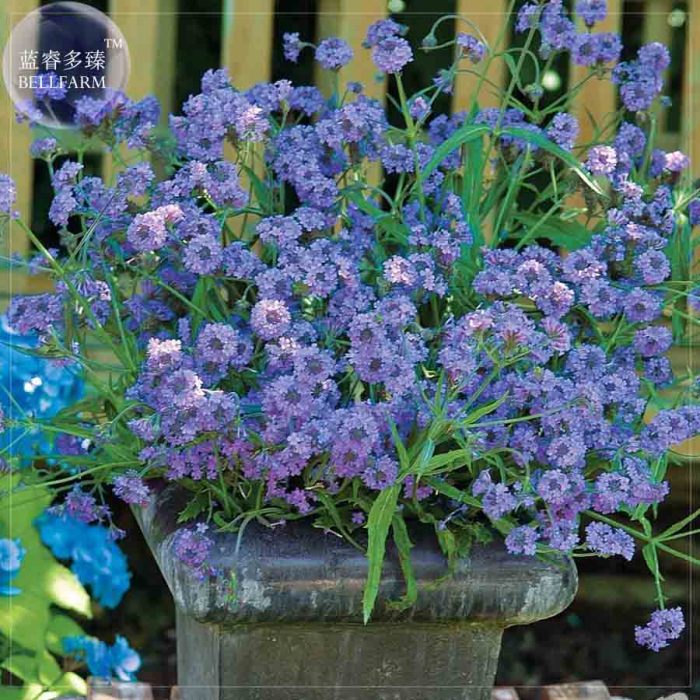 US$ 0.72 - BELLFARM Verbena hybrida Voss Perennial Plant Seeds, 80 Seeds,  garden essentials long flowering E4200 - www.deargogo.com
