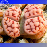 BELLFARM 10+ Lithops Karasmotana Var. mickbergensis Seeds, Professional Pack, flesh lovely living stones BD047H