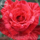 Mixed 9 Types of Rare Rose Perennial Flowers, 50 seeds, Pink Black Red Purple chocolate coffee Blue Rainbow climbing E3806
