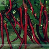 Hangzhou Red Long Eggplant F1 Vegetable Seeds, Al pack, 200 Seeds, Tasty Edible Eugonic Plant