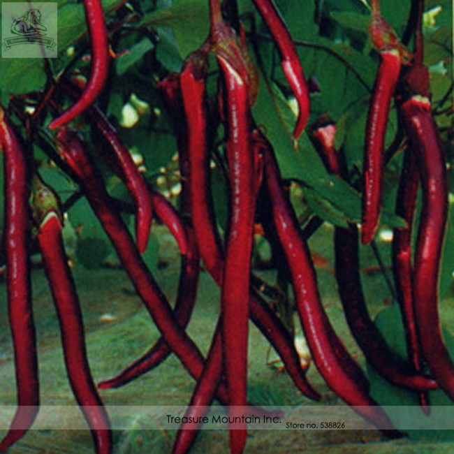 Hangzhou Red Long Eggplant F1 Vegetable Seeds, Al pack, 200 Seeds, Tasty Edible Eugonic Plant