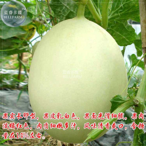 BELLFARM Sweet Melon Redish Orange Inside White Skin Fruit Seeds, 10 grams, original pack, high-yield juicy 14% sugar melon