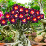 BELLFARM Adenium Mixed 9 Types Double Petals Flower Seeds, 100 seeds / pack, professional pack, heirloom beautiful desert rose