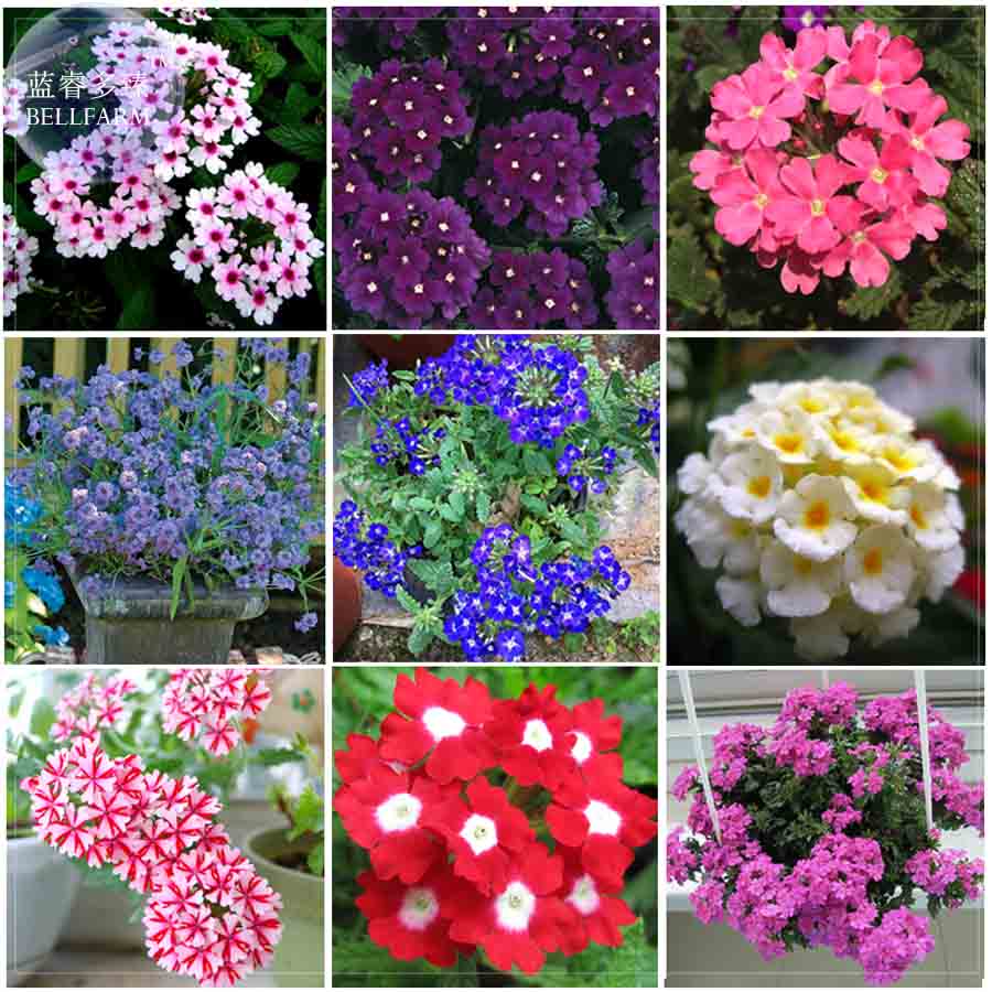 US$ 0.72 - BELLFARM Verbena hybrida Voss Perennial Plant Seeds, 80 Seeds,  garden essentials long flowering E4200 - www.deargogo.com