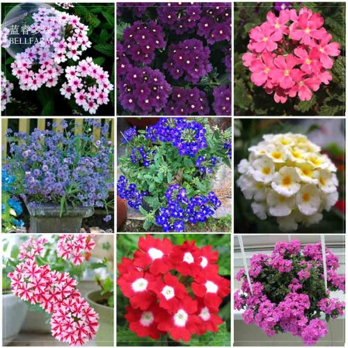 BELLFARM Verbena hybrida Voss Perennial Plant Seeds, 80 Seeds, garden essentials long flowering E4200