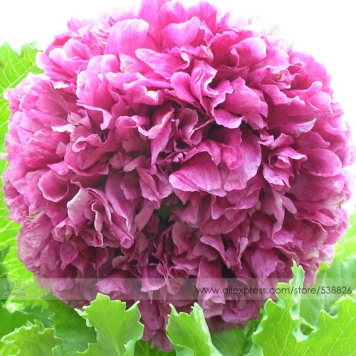 Heirloom Purple Chinese Peony Flower Seeds, 1 Professional Pack, 5 Seeds / Pack, Rare 'Ming's Purple Tree Peony #NF554