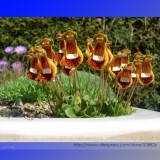 Calceolaria Uniflora Rare Perennial Flower Seeds, Professional Pack, 30 Seeds / Pack, Lady's Purse Slipper Flowers #NF947