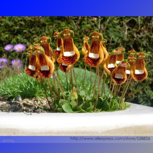 Calceolaria Uniflora Rare Perennial Flower Seeds, Professional Pack, 30 Seeds / Pack, Lady's Purse Slipper Flowers #NF947