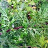 BELLFARM Heriloom Herbs Plant Mugwort Seeds, Professional Pack, 100 Seeds, perennial with clusters of small white flowers E4227