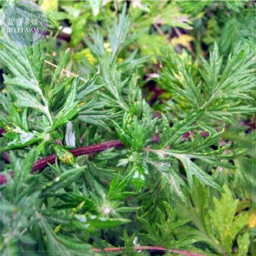 BELLFARM Heriloom Herbs Plant Mugwort Seeds, Professional Pack, 100 Seeds, perennial with clusters of small white flowers E4227