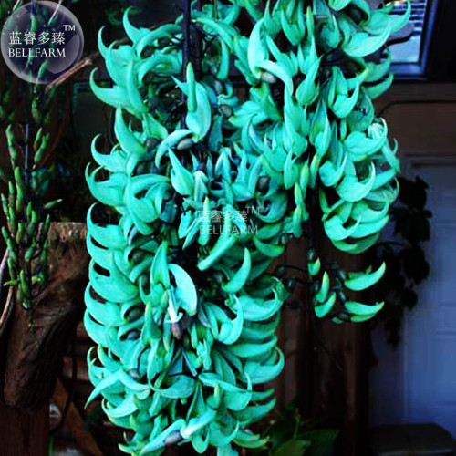 BELLFARM Rare Heirloom Mucuna Blue Red Black Jade Vine Bonsai, 5 Seeds very beautiful perennial flowers E3521