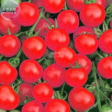BELLFARM Tomato Family Seeds Over 20 Varities of Fruit for Your Choose, 200 seeds, professional pack, organic vegetables