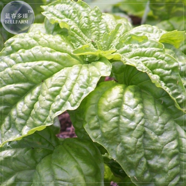 BELLFARM Mammoth Basil Seeds, 20 Seeds, featuring extra large lettuce-like leaves with exceptional flavor E4231