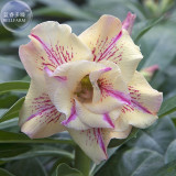 BELLFARM Adenium Mixed 9 Types Double Petals Flower Seeds, 100 seeds / pack, professional pack, heirloom beautiful desert rose