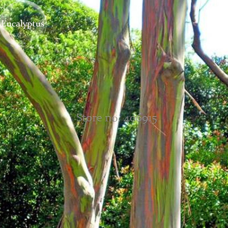 US$ 7.30 - Rainbow Eucalyptus Deglupta Tree, 5 Seeds, multi-hued bark  colorful tropical bonsai E3883 - www.deargogo.com