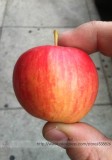 Unusual Dwaft 'Weeping Wickson' Red Apple Tree Extraordinary Sweetness Seeds, Professional Pack, 10 Seeds / Pack, Great Tasty